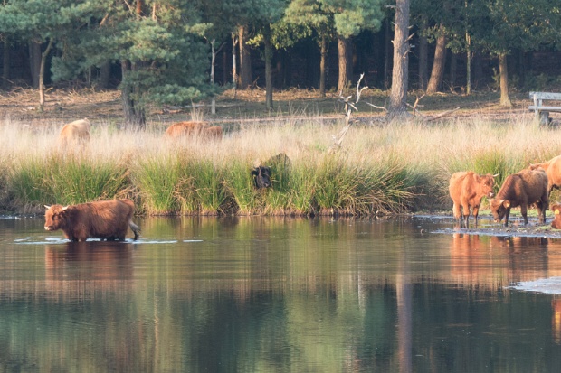 Natuur Quin 23-08-2019